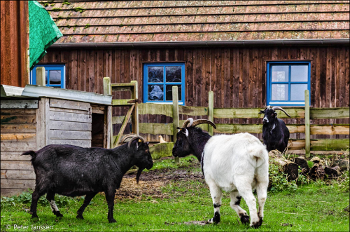 Streichelzoo Wilder Westen Halmerweg Gröpelingen